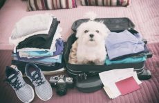 A small white fluffy dog in a suitcase
