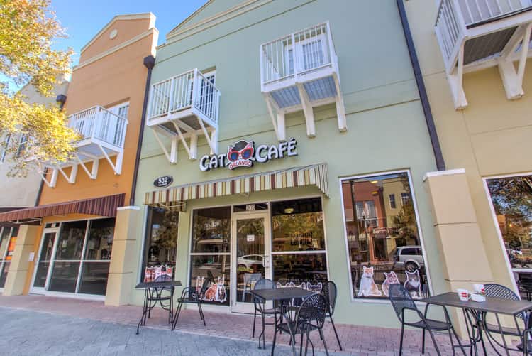 orlando's cat cafe - best coffee shops in orlando