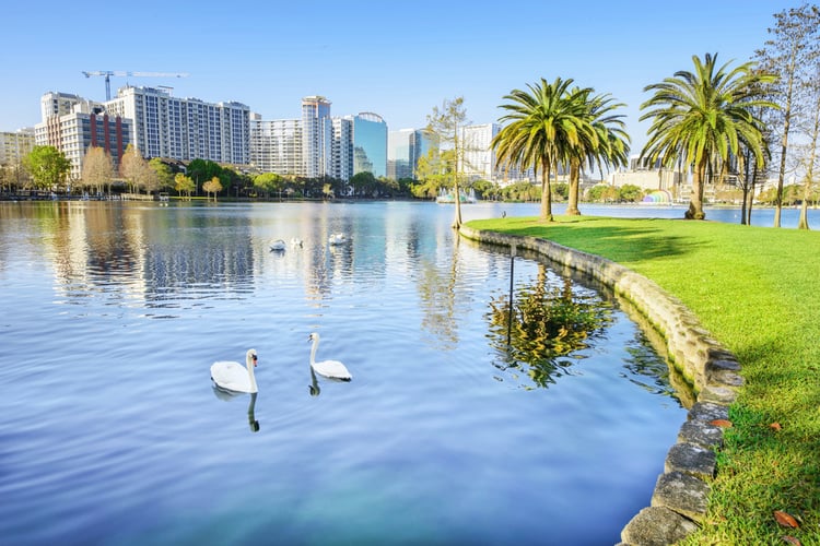 Things to do in Downtown Orlando, swans on a lake 