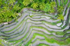 The best time to visit Bali - rice fields photo taken by Joel Vodell