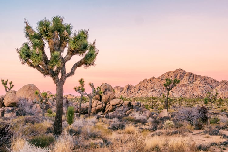 Things to do in Palm Springs 