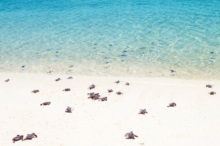 Grand Cayman Turtle Release