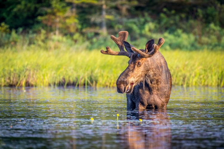 Moose in wetlands