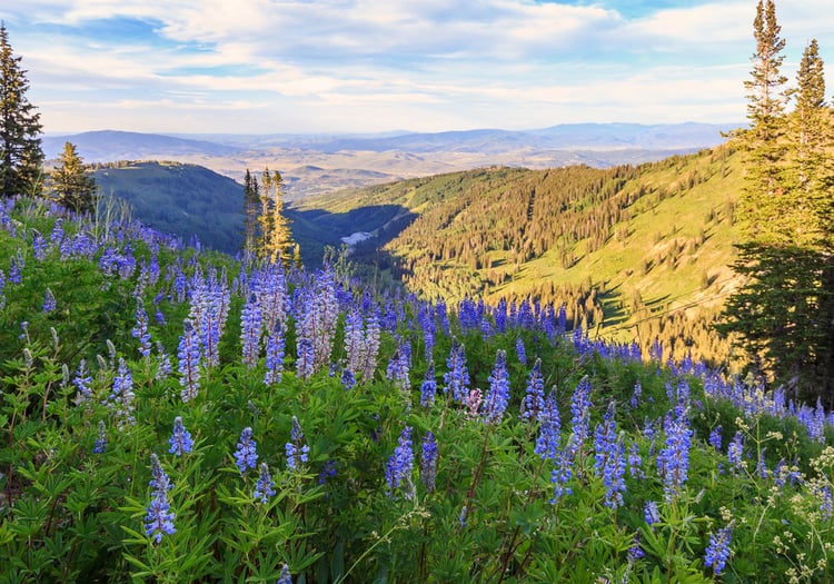 Lupin fields Park City