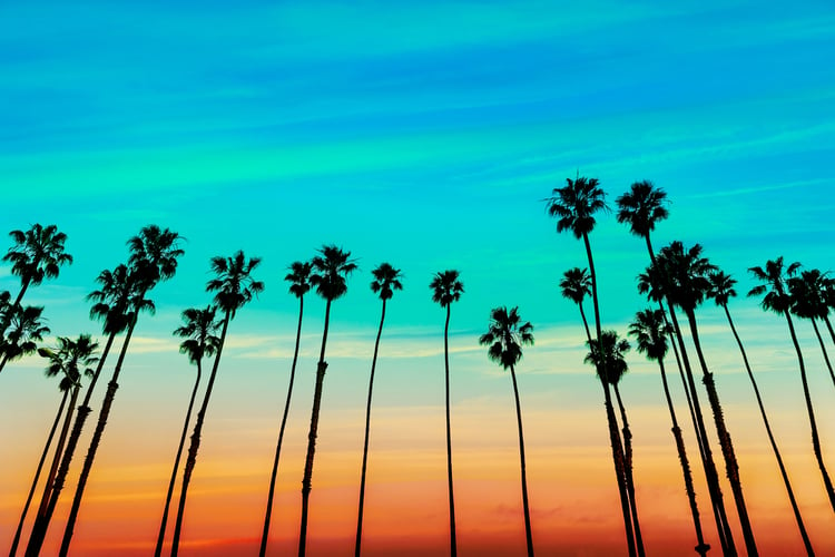 Californian palm trees