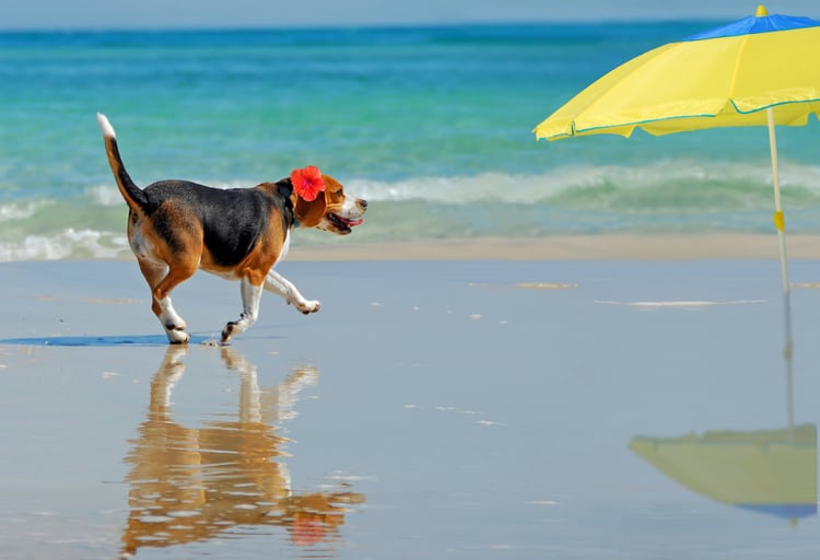 Dog on beach at Cape San Blas