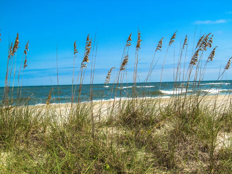 South Carolina beach with sea grass