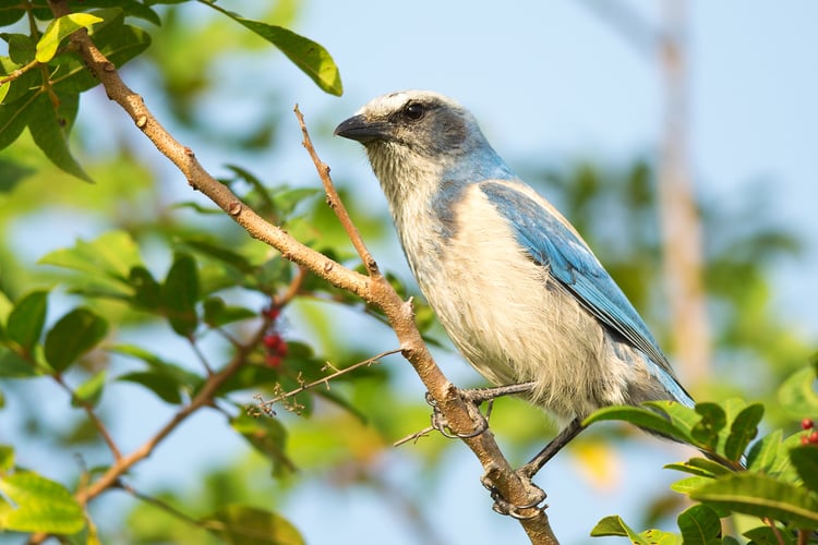 Birdwatching is one of the most popular things to do in Cape Coral