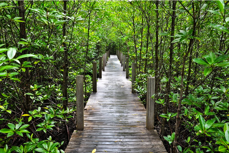 Four Mile Cove Ecological Preserve Cape Co
ral