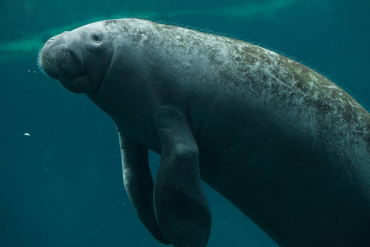 Manatees in Sirenia Vista Park Cape Coral 