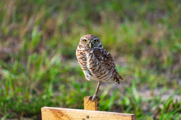 Things to do in Cape Coral, Wildlife watching
