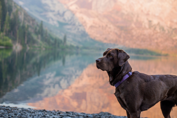 A vacation in Mammoth Mountain ski resort isn't complete without your four-legged friend!