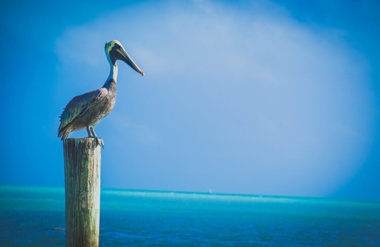 Islamorada on the Florida Keys makes for a great winter vacation spot.