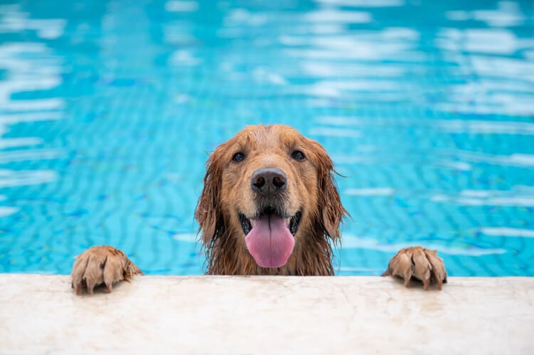 A Golden Retriever in a swimming pool