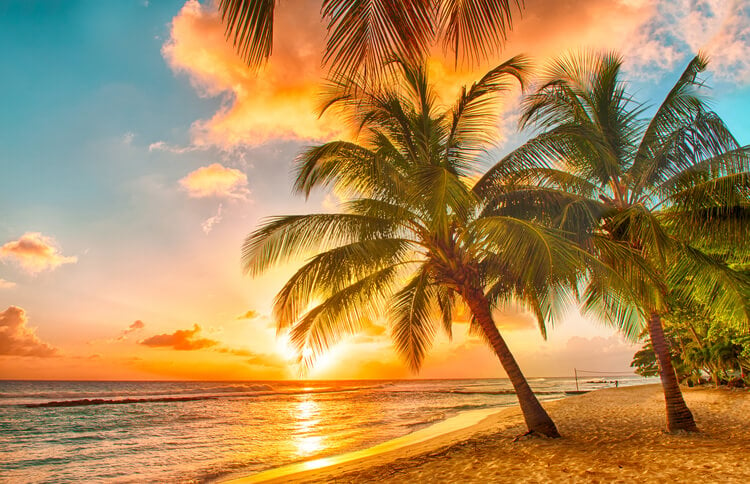 Palm trees on a Barbados beach