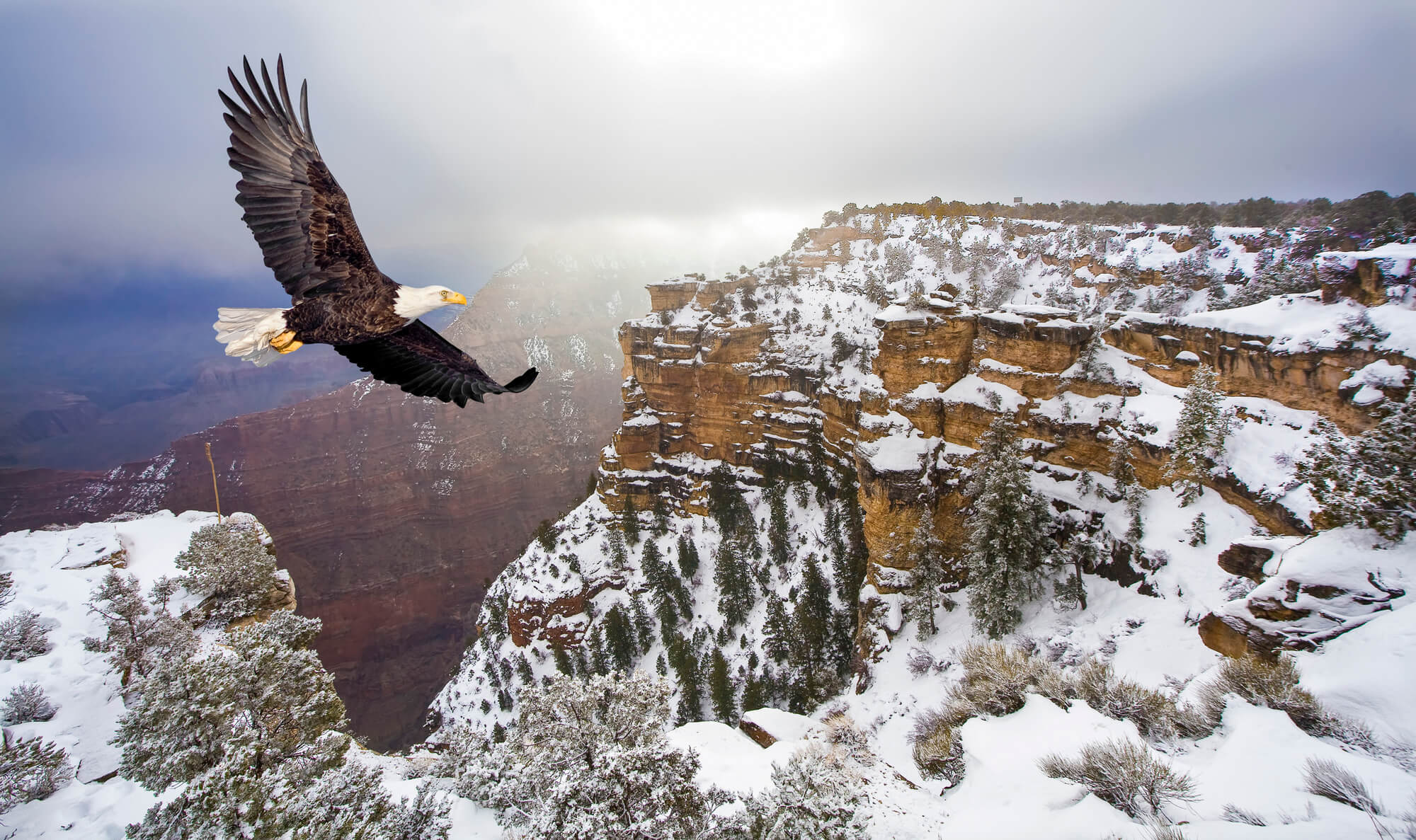 A bald eagle flies over a snowy Grand Canyon