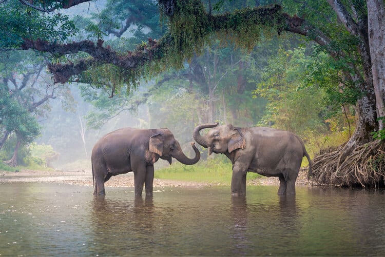 A pair of Asian elephants in a Thai river
