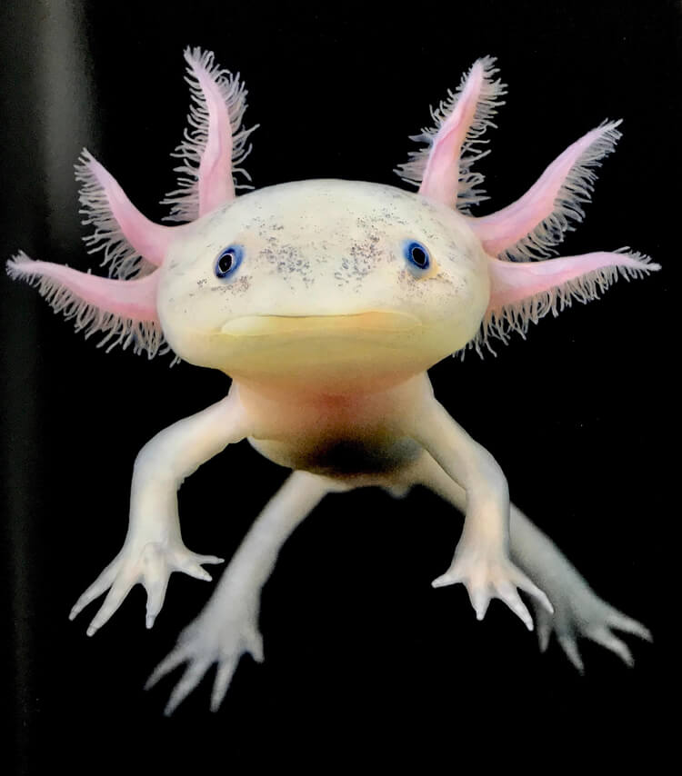 Axolotl