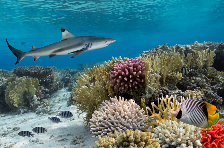 A black tip reef shark swimming over a coral reef