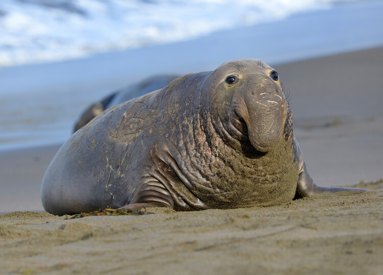 A elephant seal on the beach