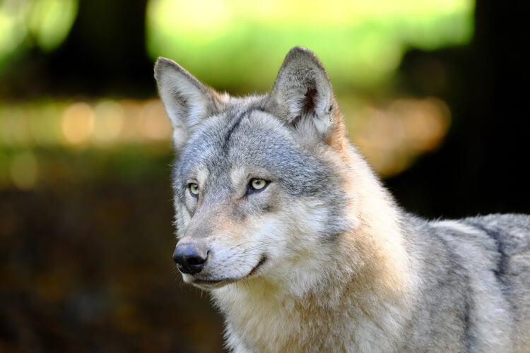 A Eurasian wolf