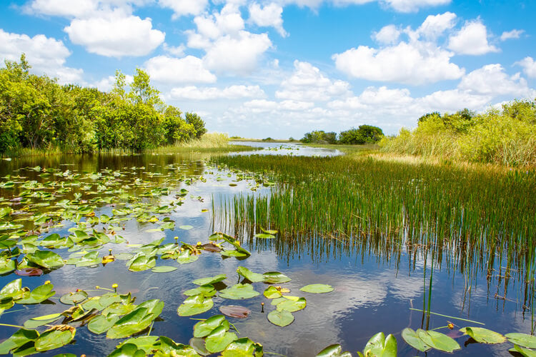 A view of the Florida Everglades