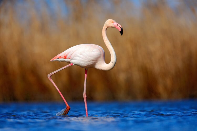 A flamingo in Donana National Park
