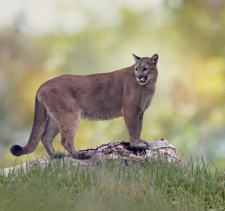 A Florida panther