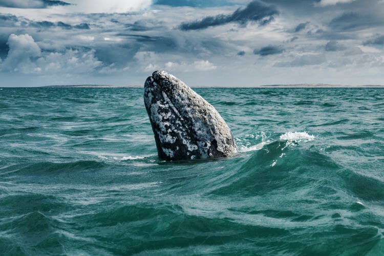 A California Grey Whale breaching