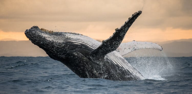 A humpback whale breaching