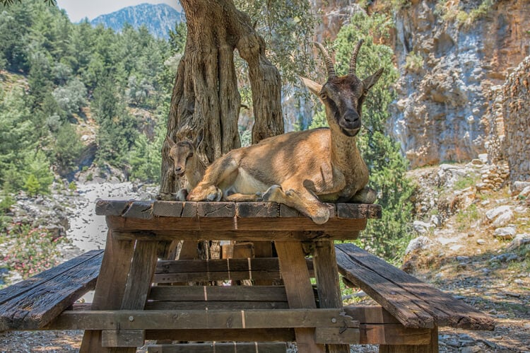A Cretan Mountain goat and kid on a picnic table in Samaria Gorge