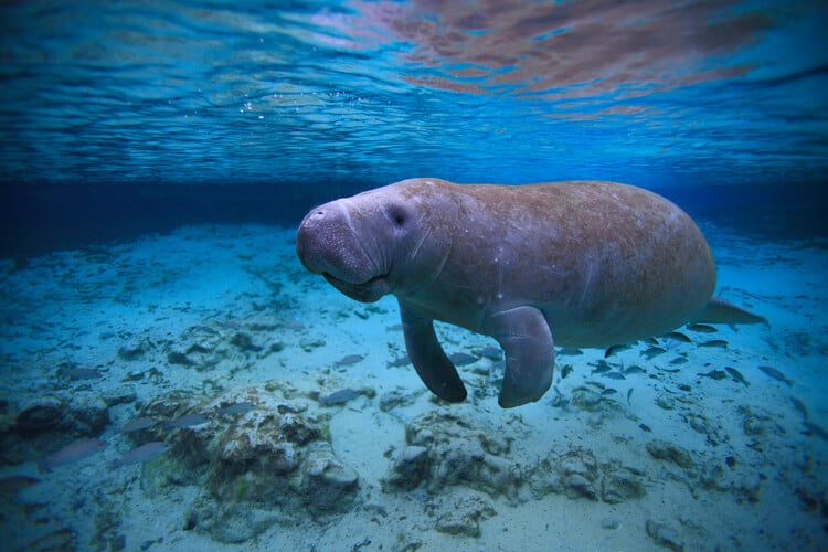 A manatee