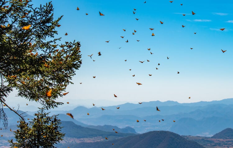 A swarm of Monarch butterflies in Mexico