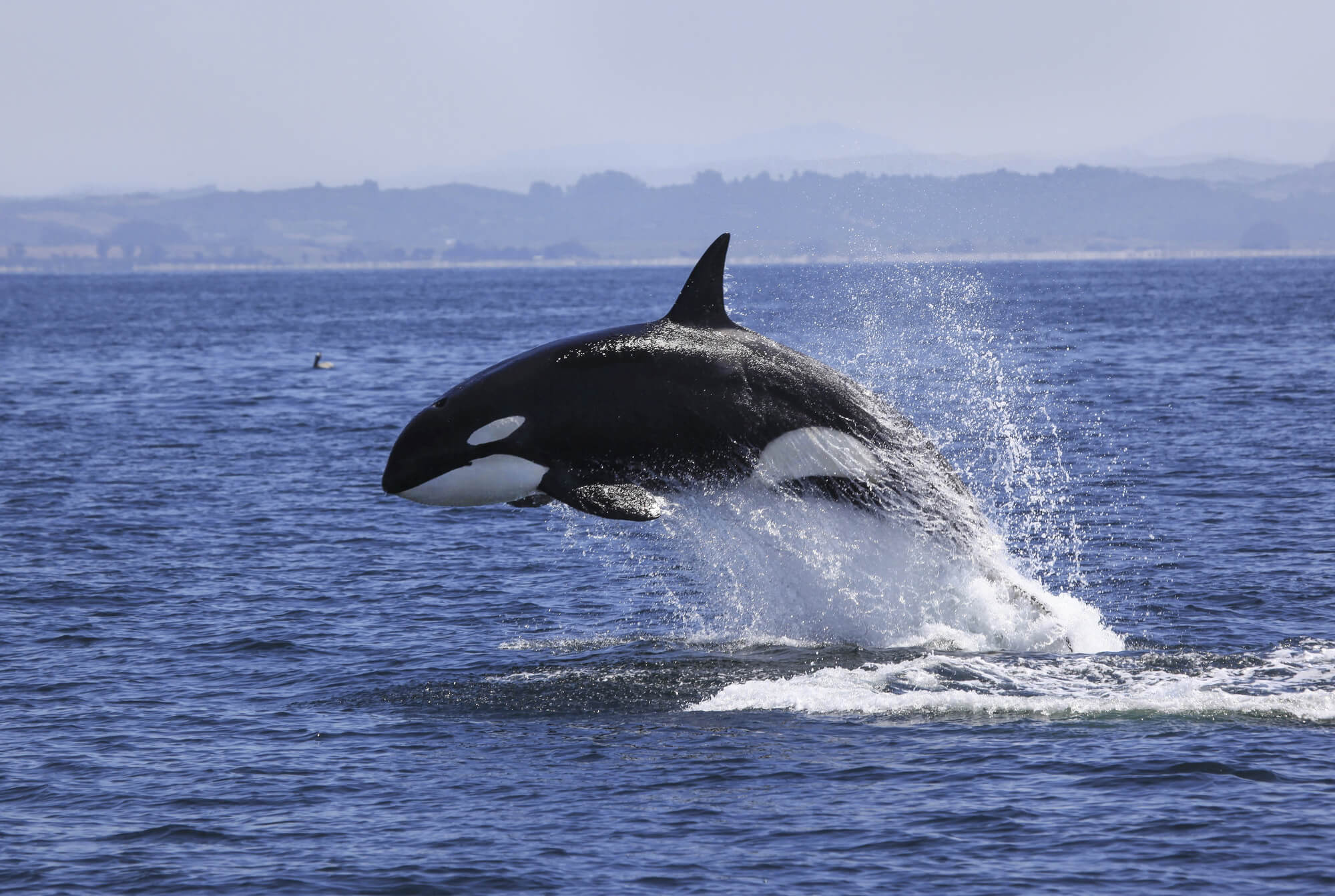 An orca whale leaping out of the sea