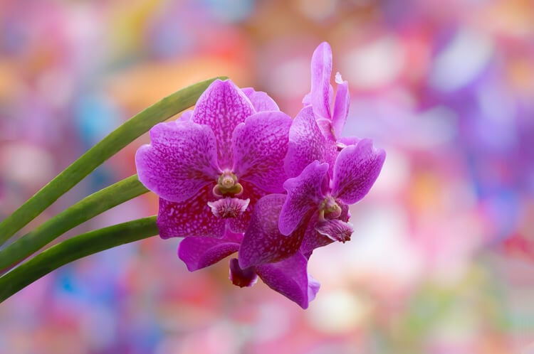 A Barbados orchid