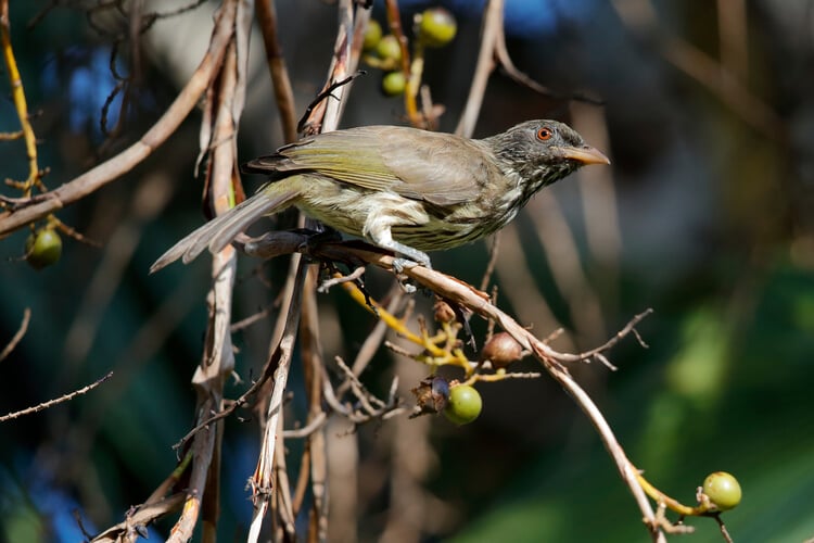 A palmchat, the national bird of the Dominican Republic