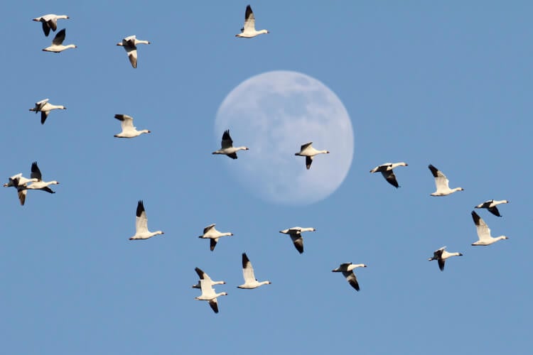 Snow geese flying in front of a full moon