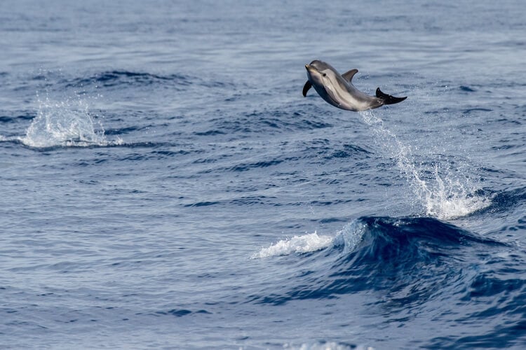 A striped dolphin jumping out of the water