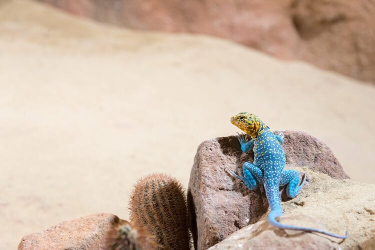 Mexican lizard