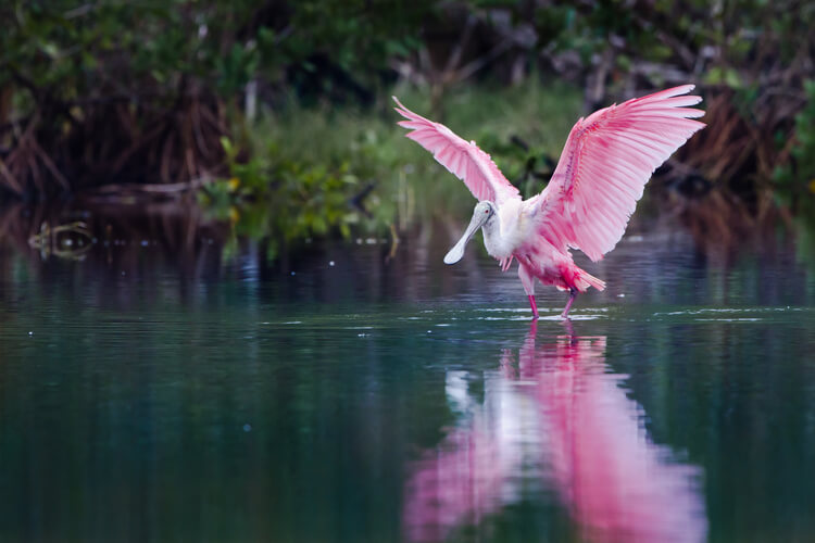A Roseate Spoonbill in the Florida Everglades