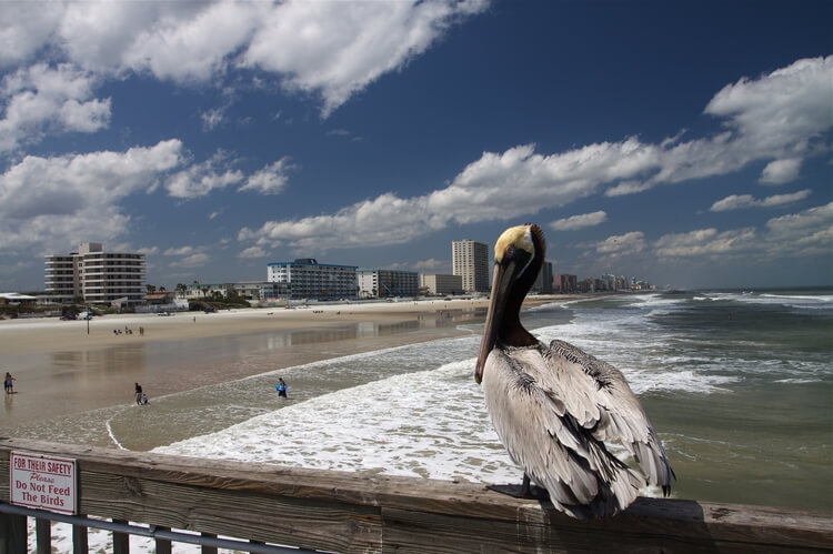 A pelican on Clearwater Beach