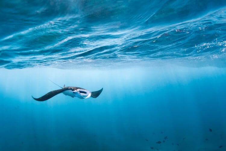 A majestic manta ray under the water