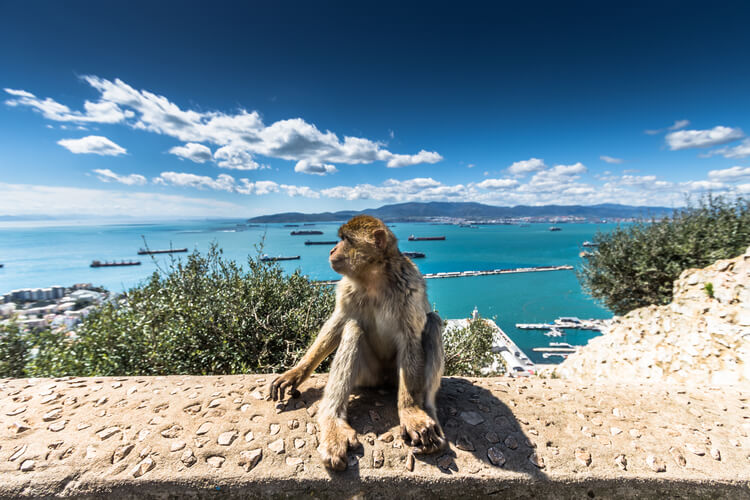 A Barbary macaque on the Rock of Gibraltar