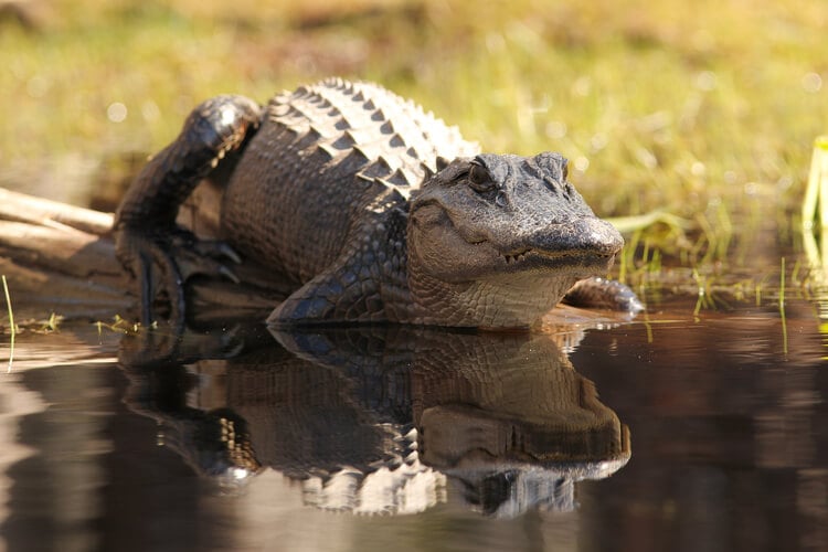 An American alligator