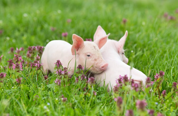 A pair of piglets playing in the grass