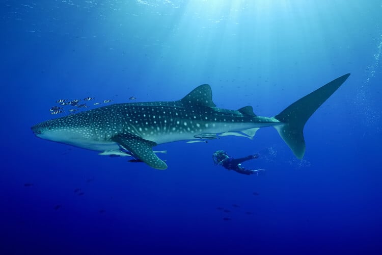Whale shark under the water