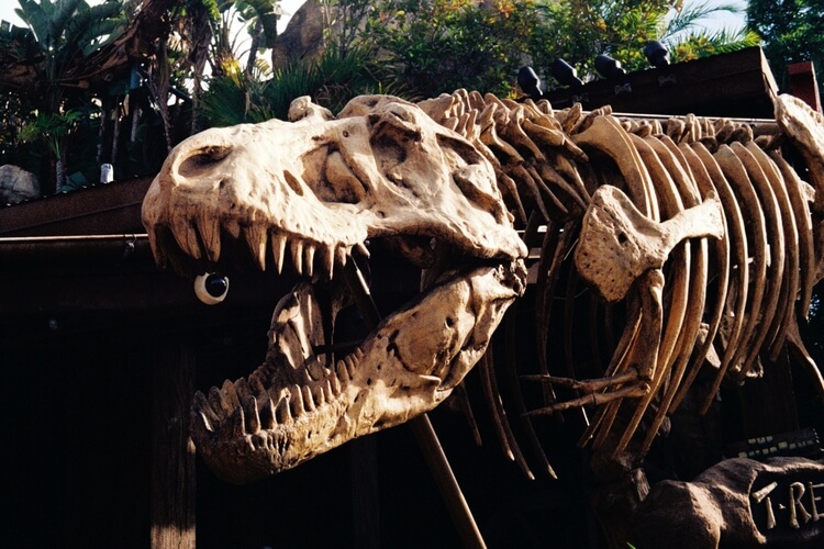 Dino Sue T-Rex skeleton replica at Dinoland USA