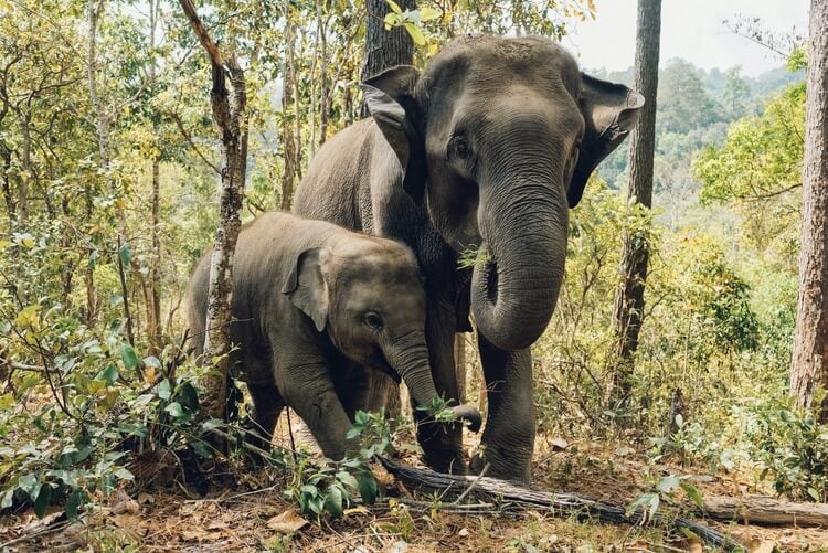 Elephants in Chiang Mai