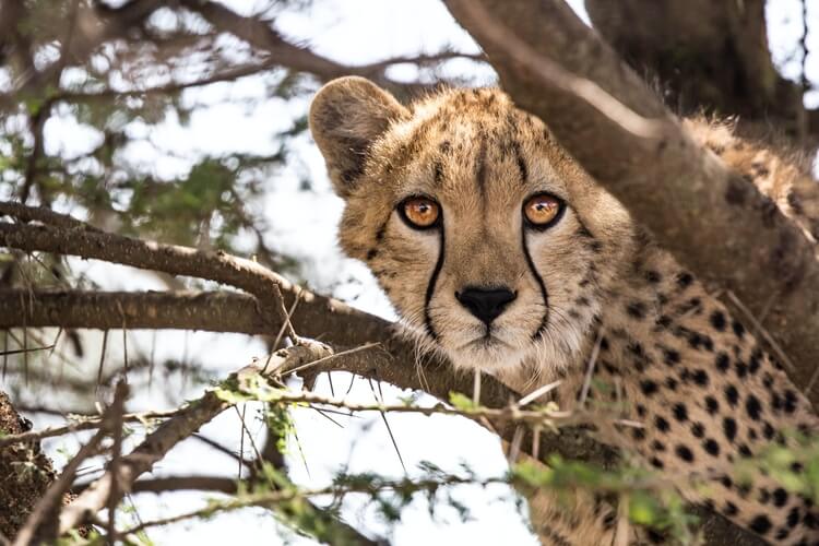 A cheetah in Kruger National Park