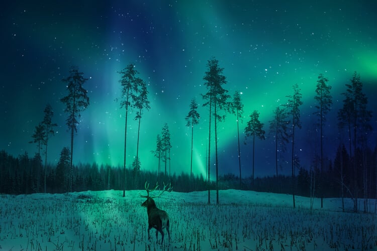 Aurora Borealis over a Scandinavian forest
